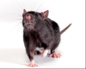 Plant room pests: Cause for concern