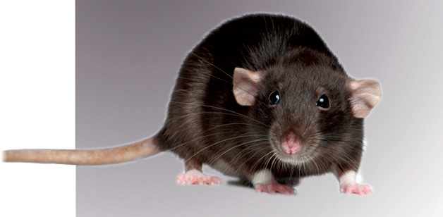 Pest control