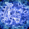 legionella-hub