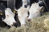STOCK cows