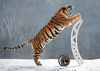 Cat on a Cold Plastic Component